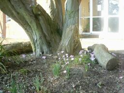 crocuses