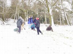 sledding down the cow field slope