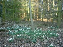 snowdrops